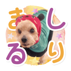 [LINEスタンプ] しりまるのスタンプ