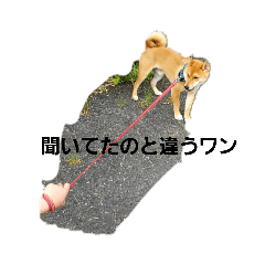 [LINEスタンプ] 柴犬うたくん
