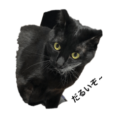 [LINEスタンプ] 猫であいさつよ