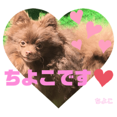 [LINEスタンプ] チョコポメのちよこさん
