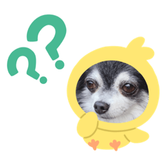 [LINEスタンプ] ワンわんこわん