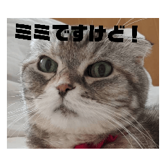 [LINEスタンプ] みみたろさん