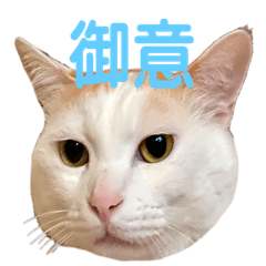 [LINEスタンプ] 日常で使える実写猫◡̈⋆*