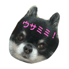 [LINEスタンプ] ここもかすたんぷ