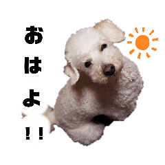 [LINEスタンプ] しろぷースタンプ1