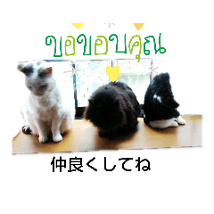 [LINEスタンプ] 仲良しキャットファミリー5