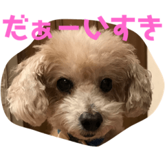 [LINEスタンプ] ずっと大好きチョコちゃん