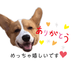 [LINEスタンプ] コーギー マル2