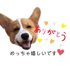 [LINEスタンプ] コーギー マル2の画像（メイン）