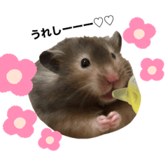[LINEスタンプ] ぽんもぐスタンプ（時々、くぅ☆）