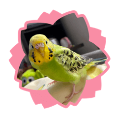 [LINEスタンプ] セキセイインコのひなちゃん3