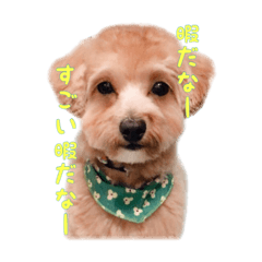 [LINEスタンプ] 我が家の表情豊かな主スタンプ