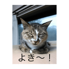 [LINEスタンプ] いえねこ 麒麟ちゃん