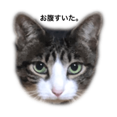 [LINEスタンプ] ねこたんで挨拶
