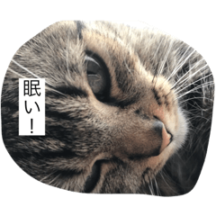 [LINEスタンプ] nekotatitotyouomosiroisutanbu