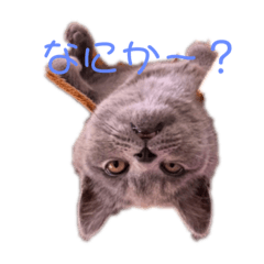 [LINEスタンプ] ブリティッシュショート ベル♂