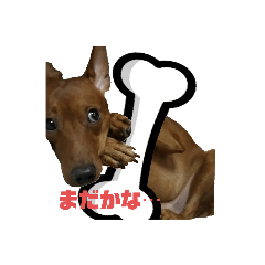 [LINEスタンプ] ミニピン君