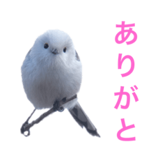 [LINEスタンプ] 北海道の野鳥スタンプ1 by Flat-out