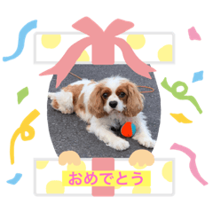 [LINEスタンプ] クックのほのぼの