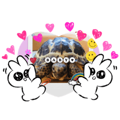 [LINEスタンプ] リクガメ家族日々楽し