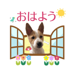 [LINEスタンプ] 毎日☆レオくん