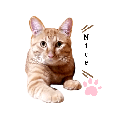 [LINEスタンプ] 茶トラのちゃくん2