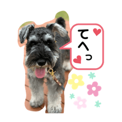 [LINEスタンプ] 吹き出しナッシュ