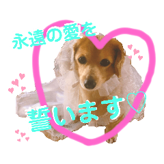 [LINEスタンプ] チワックスの花ちゃんver.3
