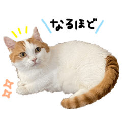 [LINEスタンプ] うちの子たちPart3