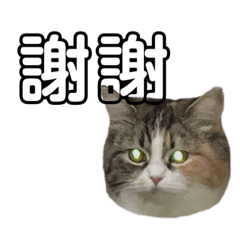 [LINEスタンプ] むぎちょこの日常2