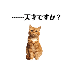 [LINEスタンプ] 狂い咲きのにゃんず