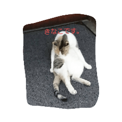 [LINEスタンプ] きなこのきなこのためのスタンプ