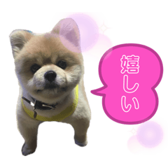 [LINEスタンプ] ポメラニアンのカイくんと友達のチョロくん