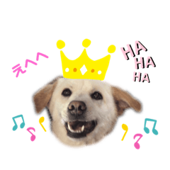 [LINEスタンプ] きなこの日常ʕ•ᴥ•ʔ