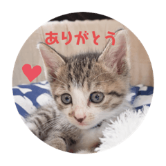 [LINEスタンプ] 子猫 蛍くんスタンプ