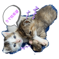 [LINEスタンプ] ニャン子好きの甘えんぼスタンプ