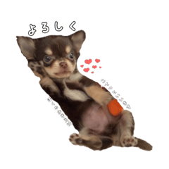 [LINEスタンプ] こてちゅすたんぷ♡