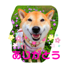 [LINEスタンプ] 柴犬ロコ