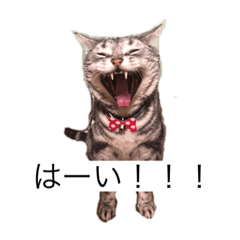 [LINEスタンプ] きりまるとこまち1（猫）