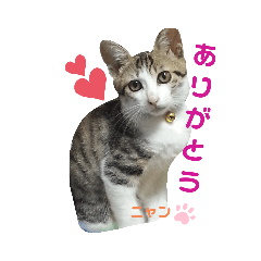 [LINEスタンプ] にやんこ