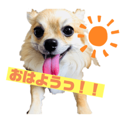 [LINEスタンプ] ロングコートチワワのにこ
