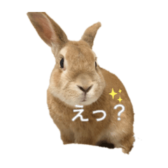 [LINEスタンプ] いい子なナッツ