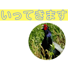 [LINEスタンプ] pheasant 雉