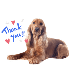 [LINEスタンプ] 犬、ねこるんるんるん
