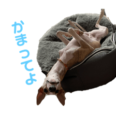 [LINEスタンプ] ティートの日常