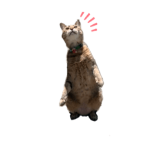 [LINEスタンプ] かかおの日常。