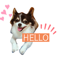 [LINEスタンプ] ブルータンホワイトチワワ