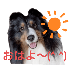 [LINEスタンプ] シェルティ。トライとブルーマール日常会話
