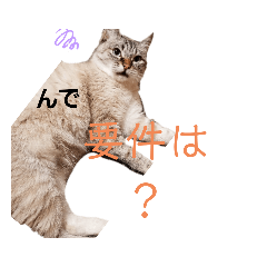 [LINEスタンプ] 友達の少ないねこ