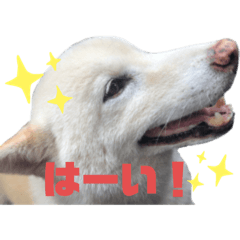 [LINEスタンプ] こたんプ